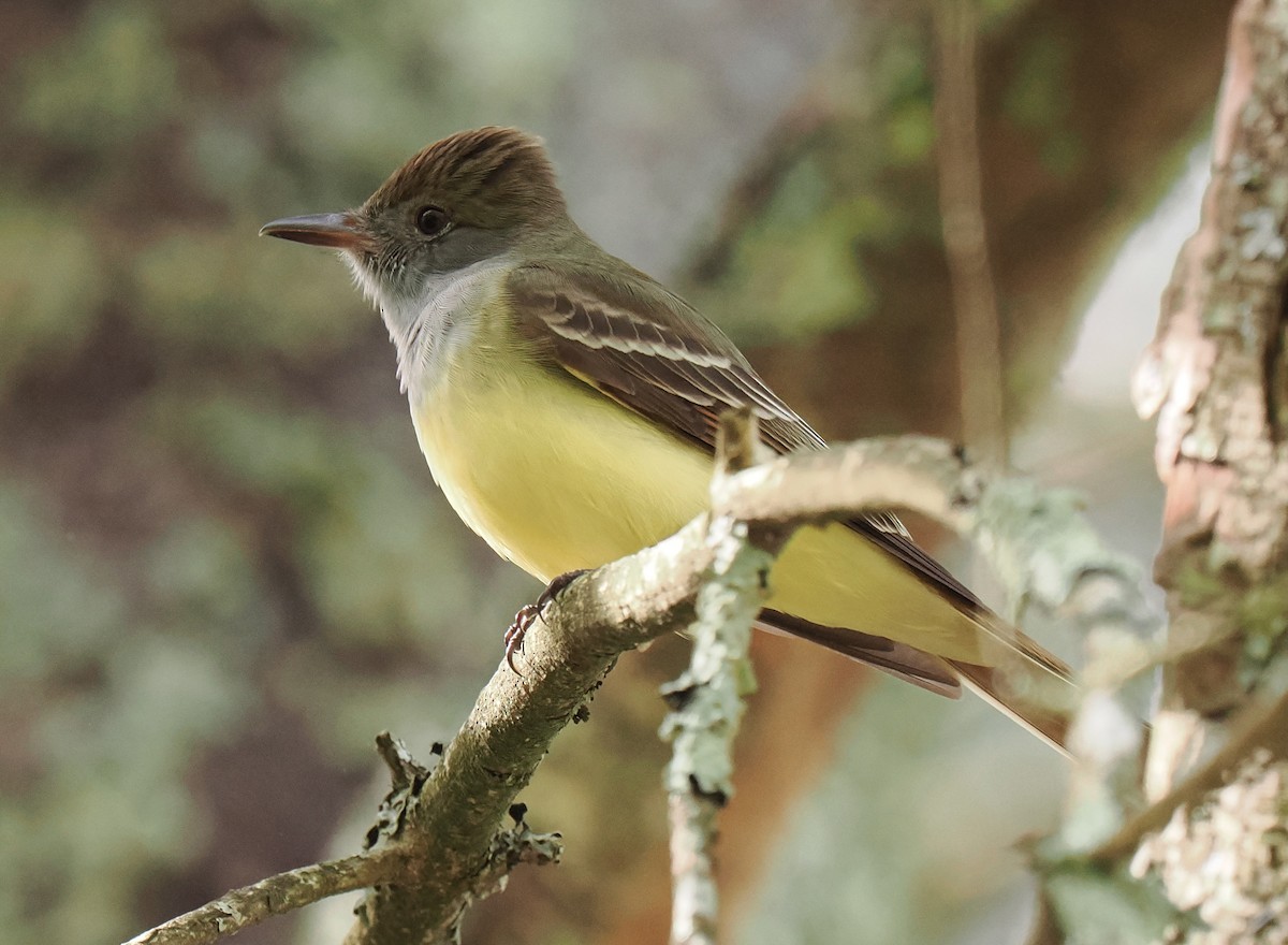 Great Crested Flycatcher - ML618807174