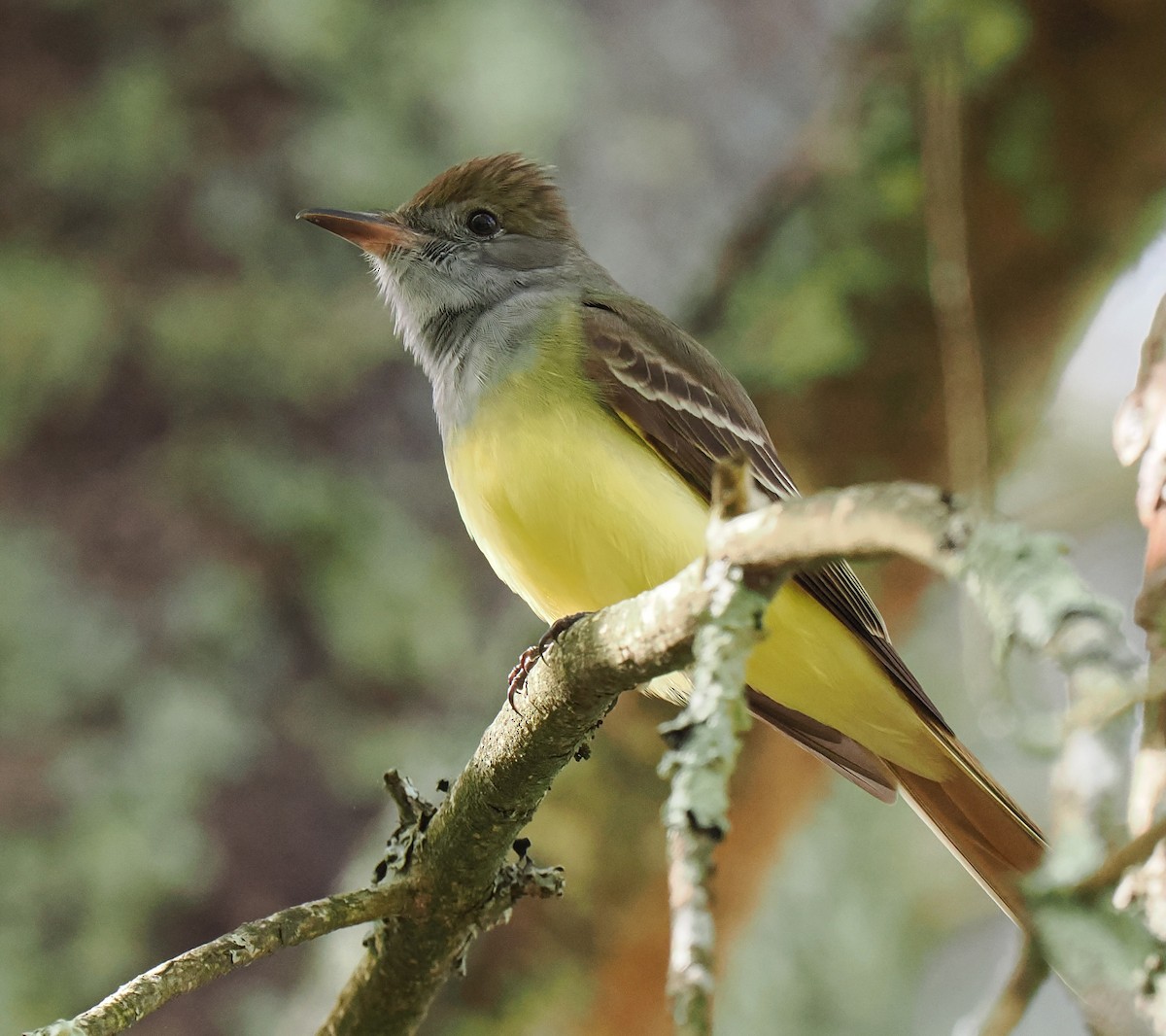 Great Crested Flycatcher - ML618807175