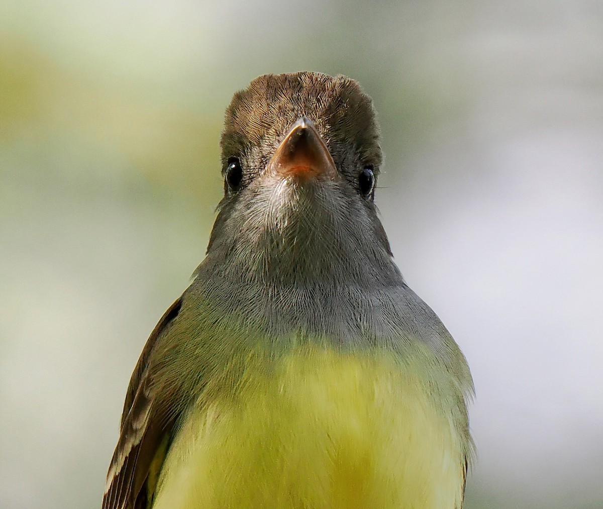 Great Crested Flycatcher - ML618807182