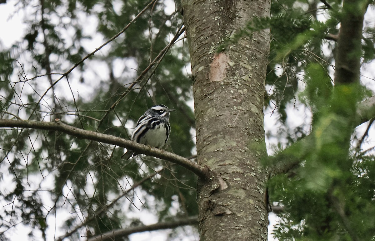 Black-and-white Warbler - ML618807197