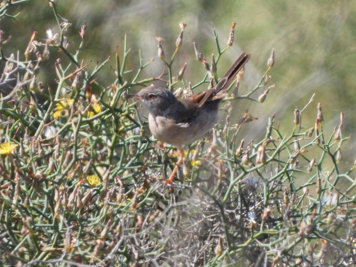 Spectacled Warbler - ML618807230