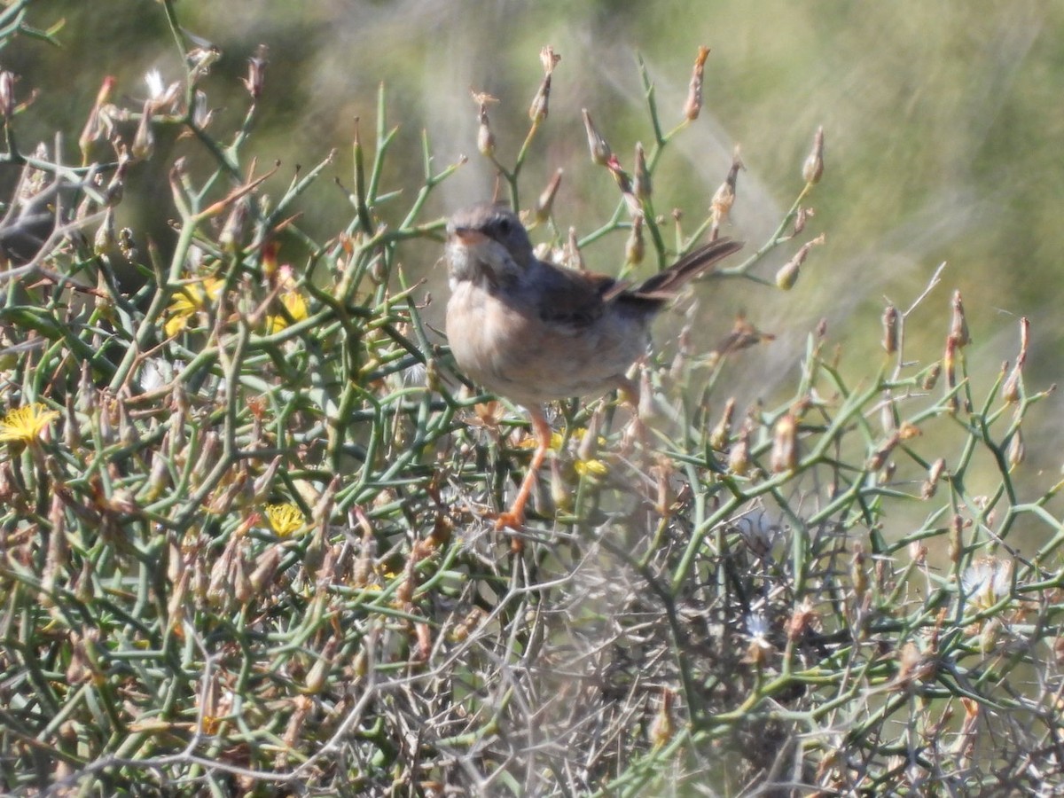 Spectacled Warbler - ML618807231