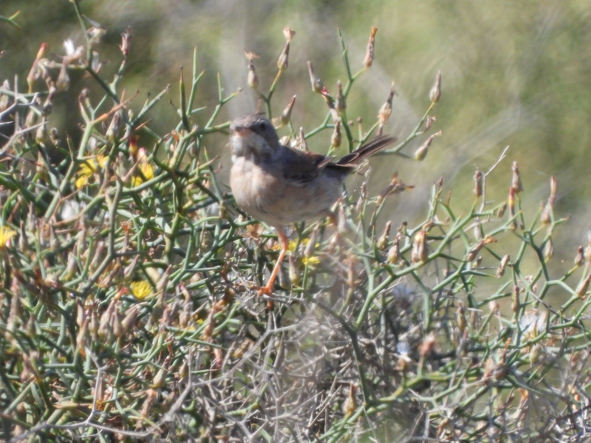 Spectacled Warbler - ML618807232