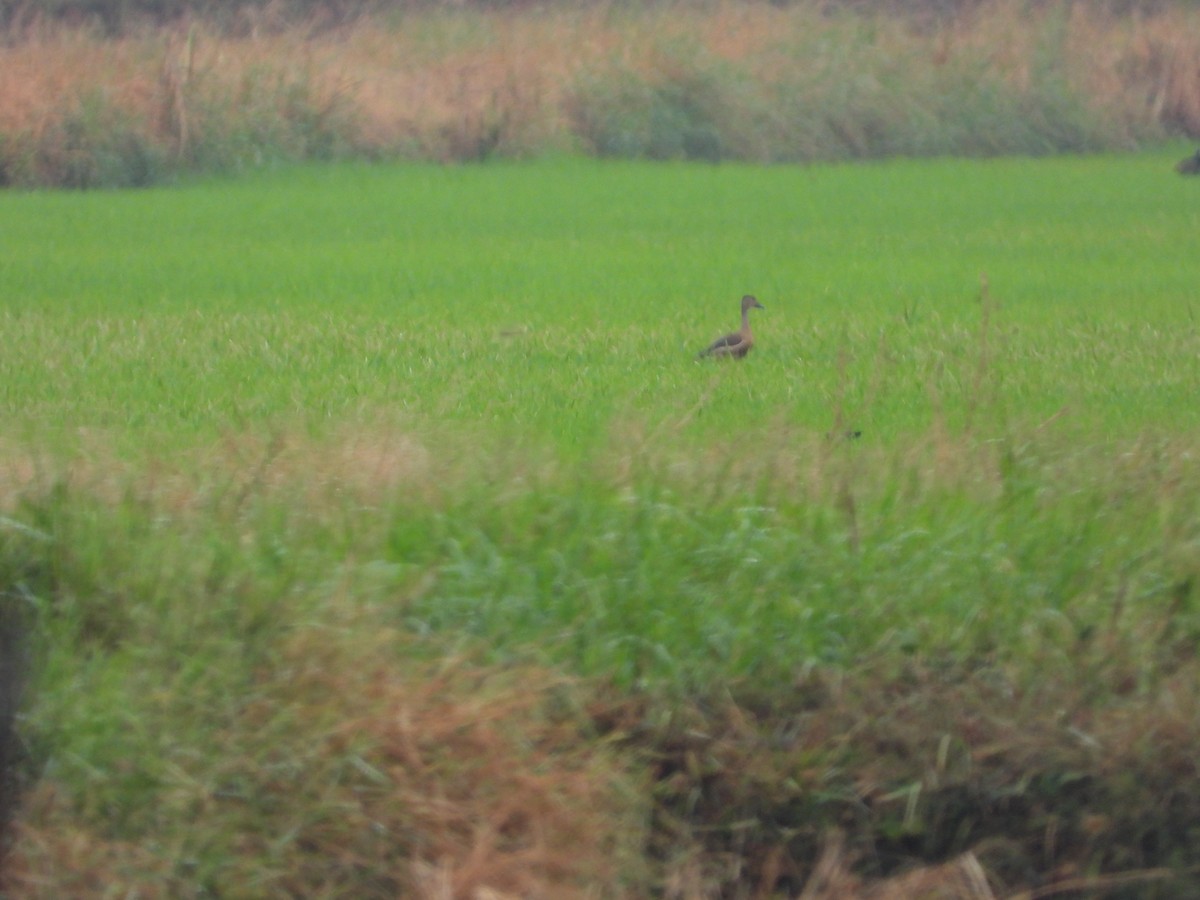 eBird Checklist - 11 May 2024 - Lat Krabang--Thap Yao paddies ...