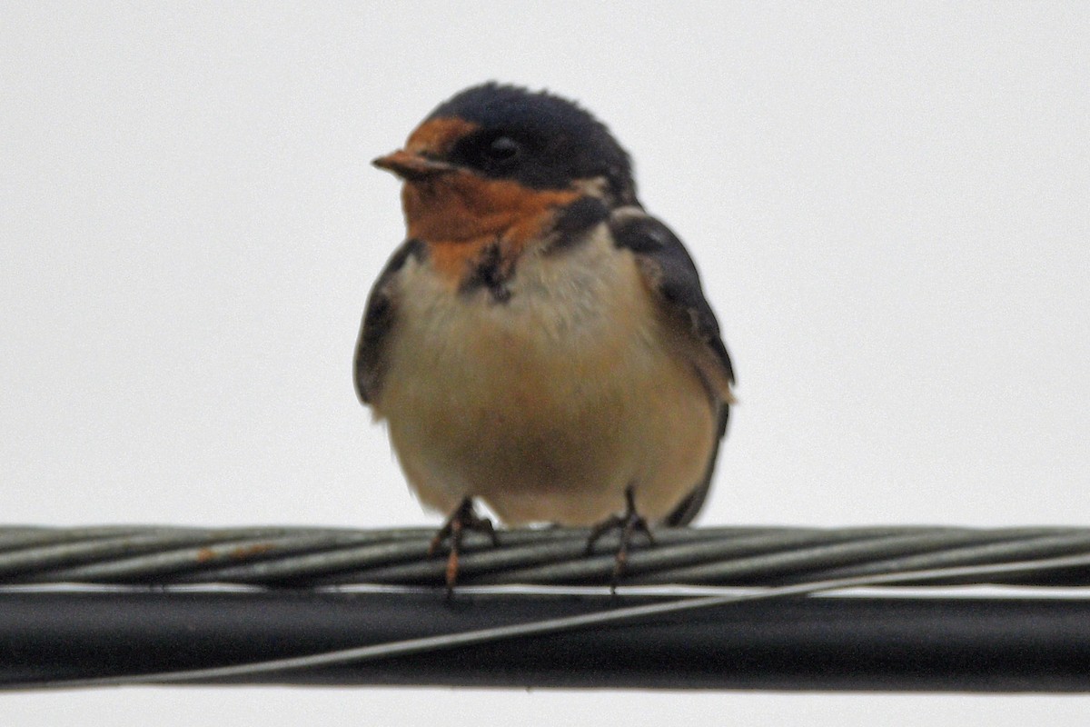 Barn Swallow - Timothy Carstens