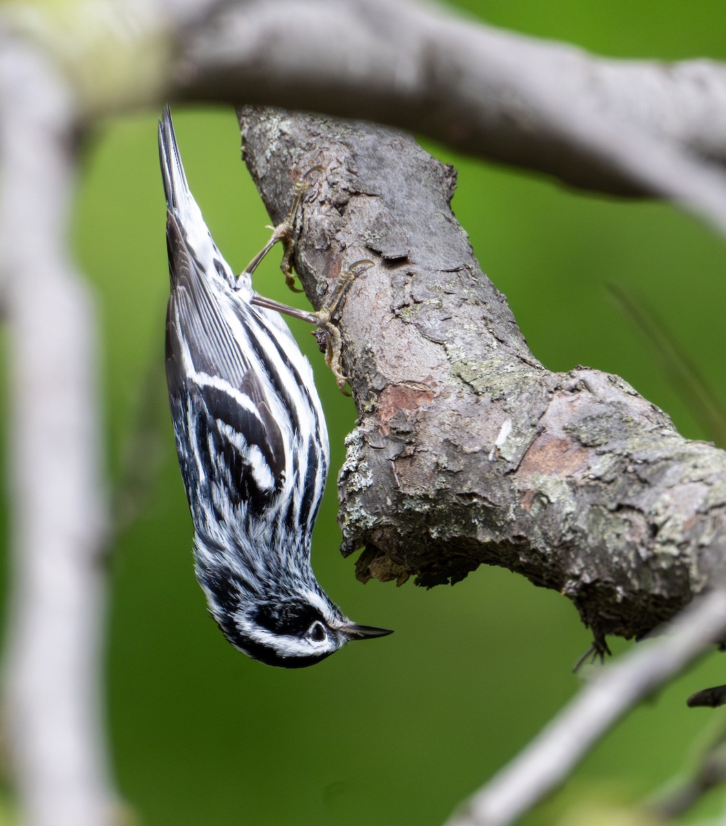 Black-and-white Warbler - Greg Courtney