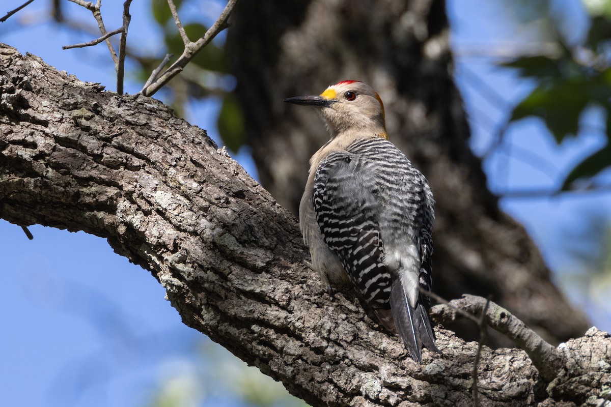 Golden-fronted Woodpecker - Phil Lehman