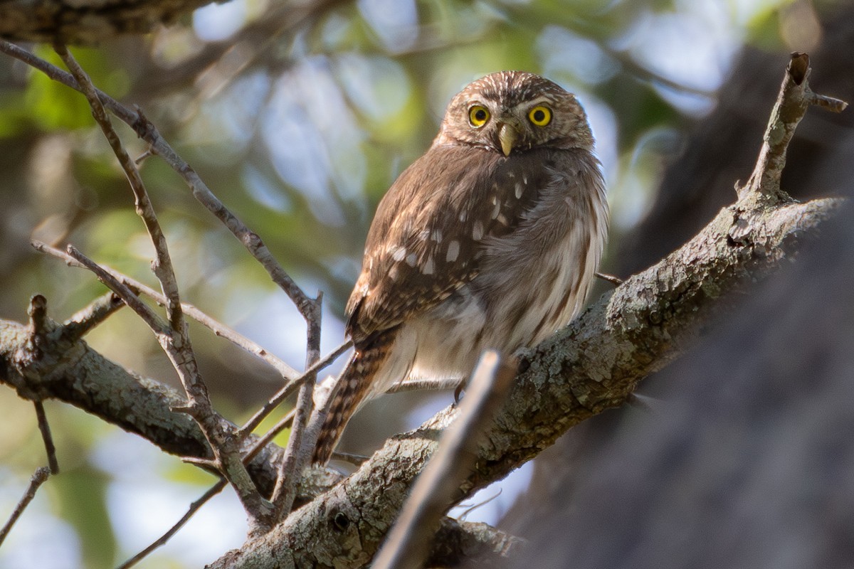 Ferruginous Pygmy-Owl - ML618807355