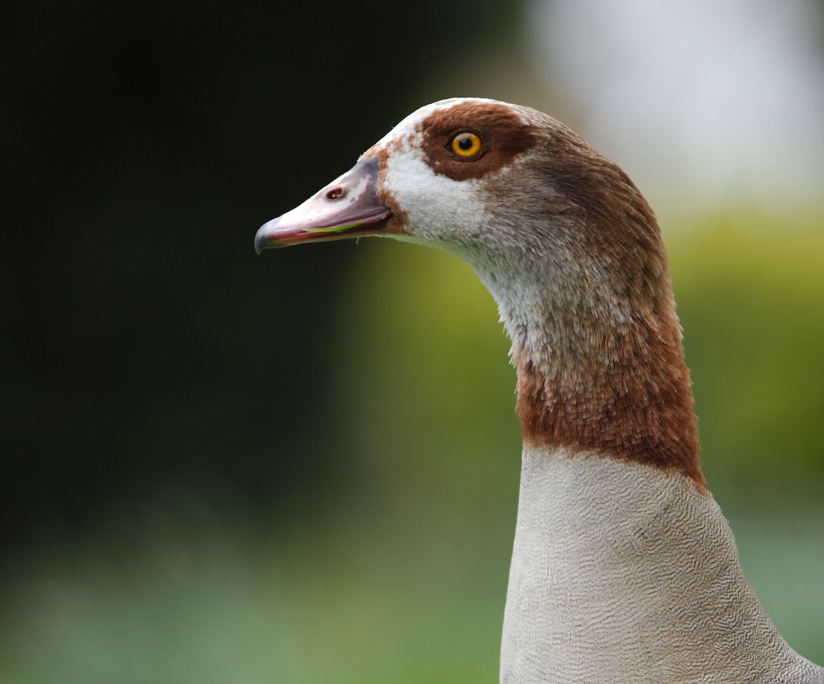 Egyptian Goose - Anonymous