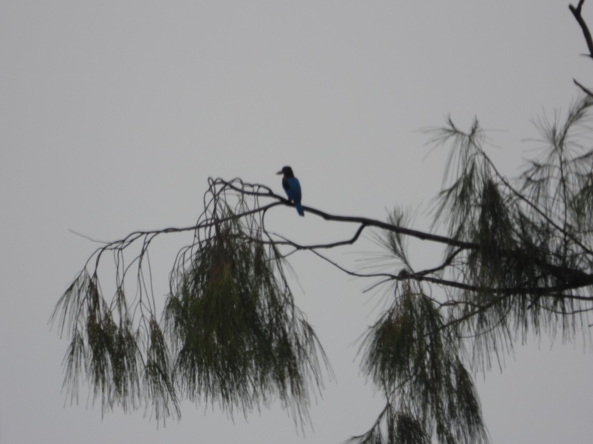 White-throated Kingfisher - Jukree Sisonmak