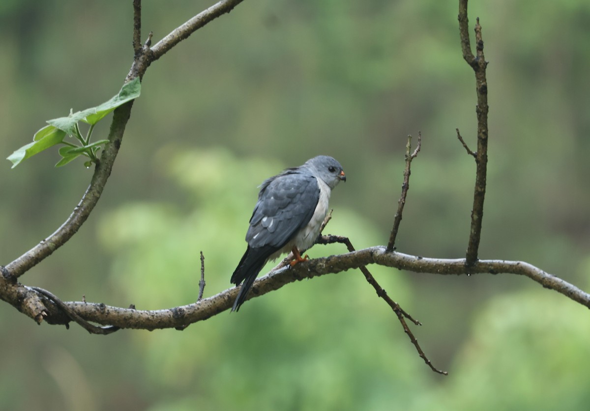 Chinese Sparrowhawk - ML618807411