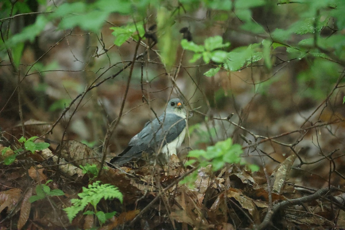 Chinese Sparrowhawk - ML618807412