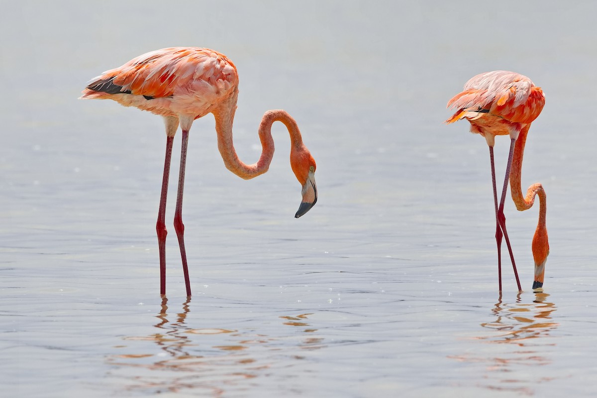 American Flamingo - Uday Wandkar