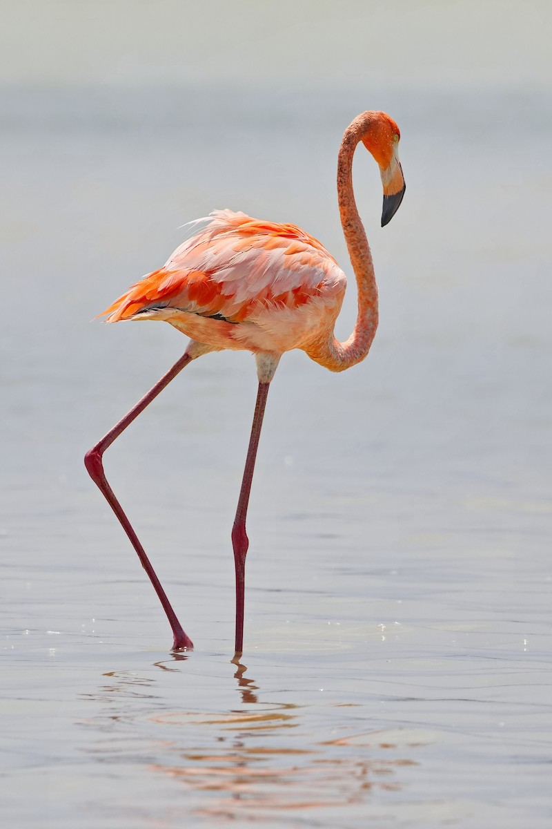 American Flamingo - ML618807418