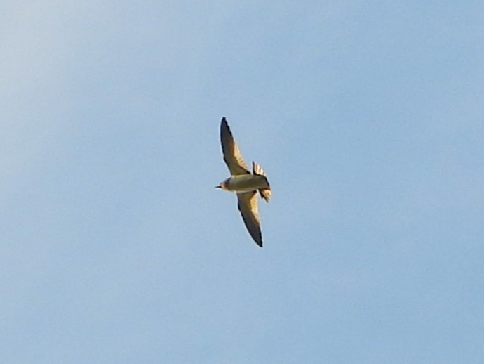 White-breasted Woodswallow - Leonie Beaulieu
