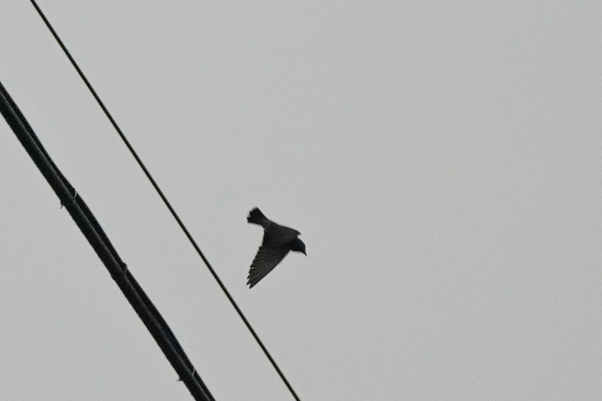Silver-backed Needletail - ML618807420