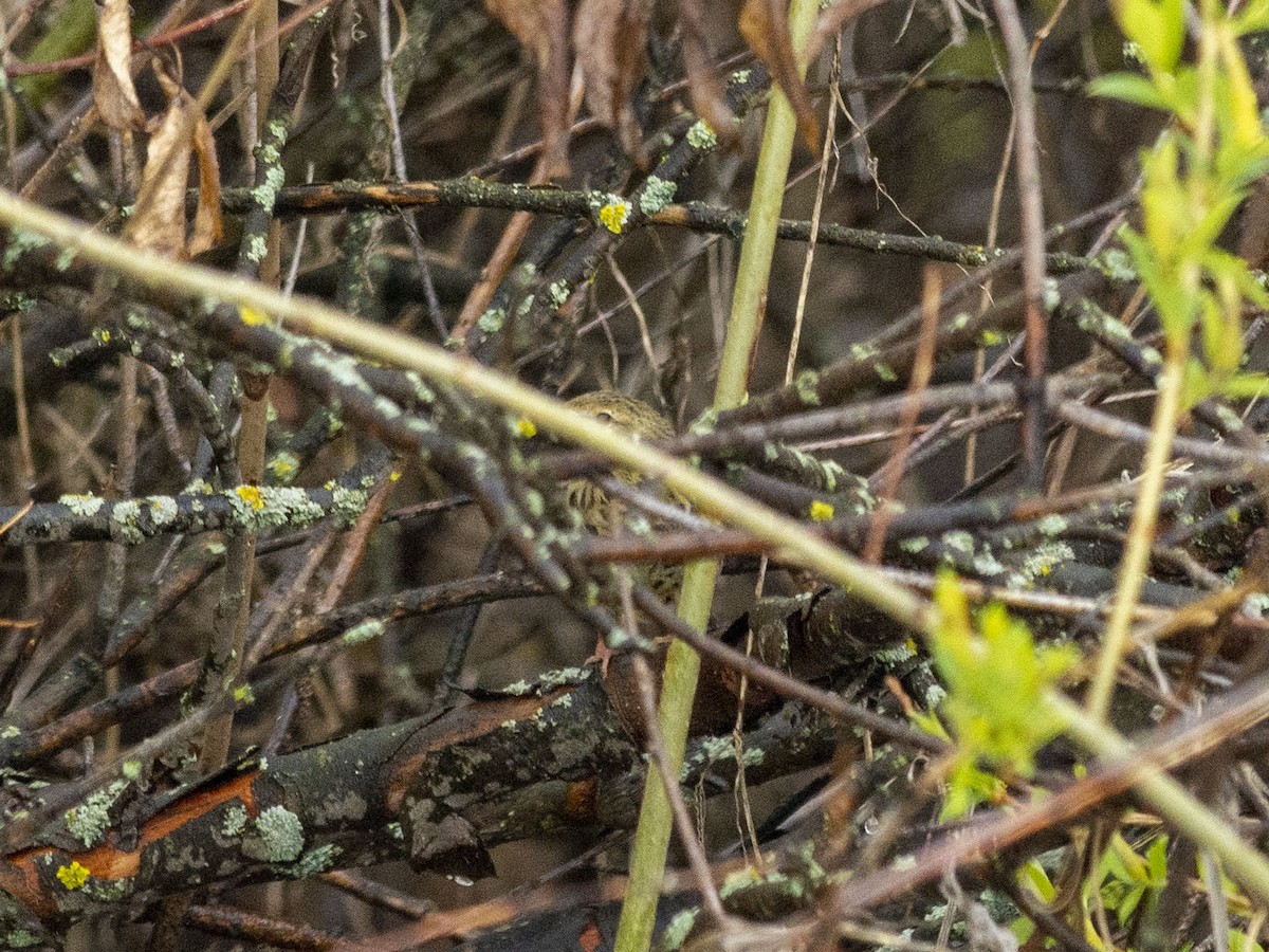 Common Grasshopper Warbler - Boris Georgi