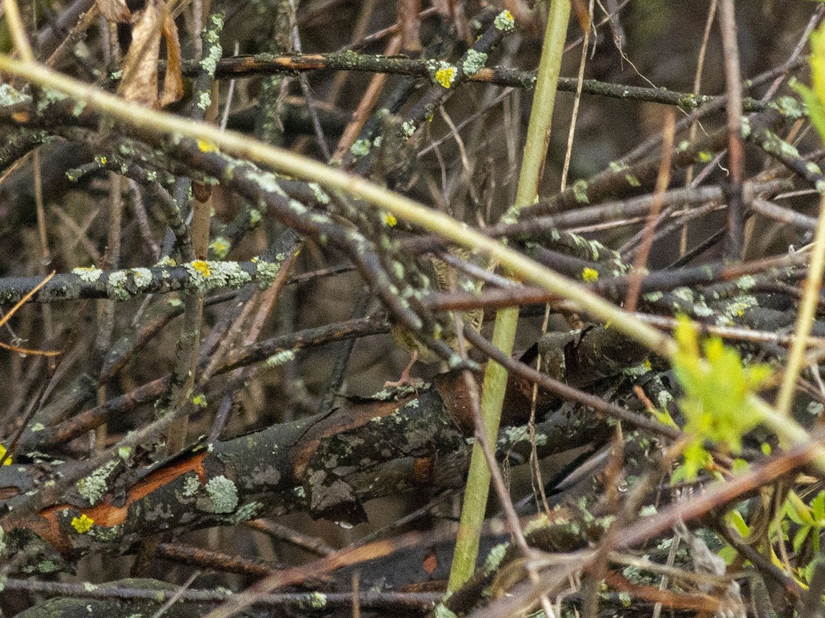 Common Grasshopper Warbler - ML618807430