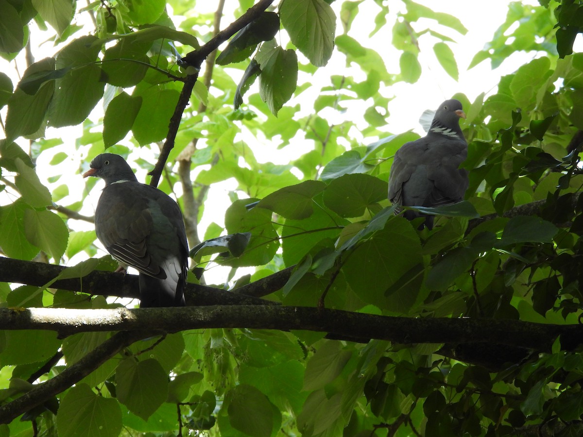 Common Wood-Pigeon - Siniša Vodopija