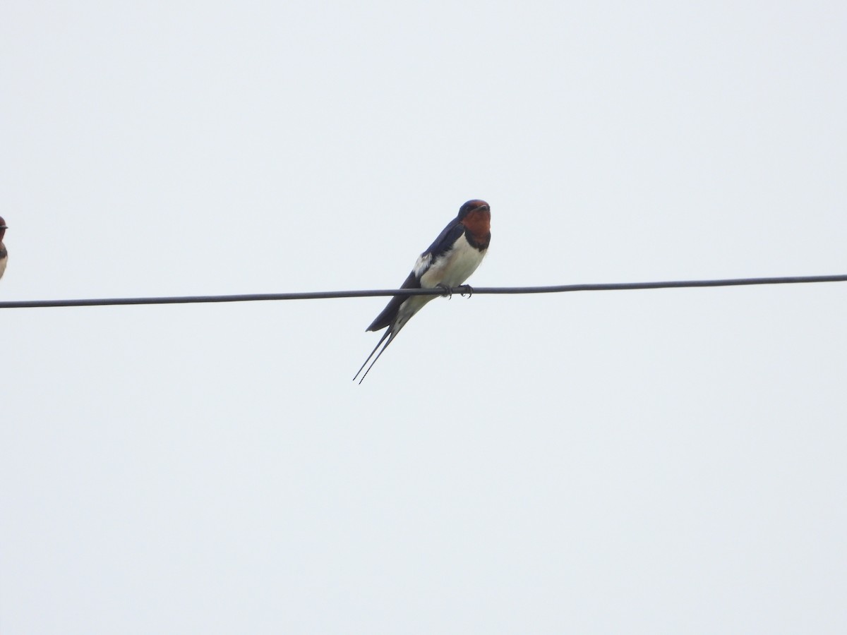 Barn Swallow - Jukree Sisonmak