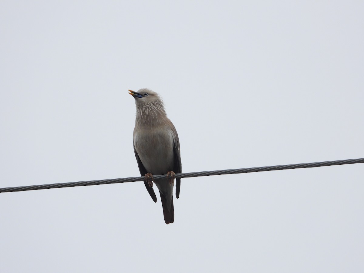 Chestnut-tailed Starling - ML618807472