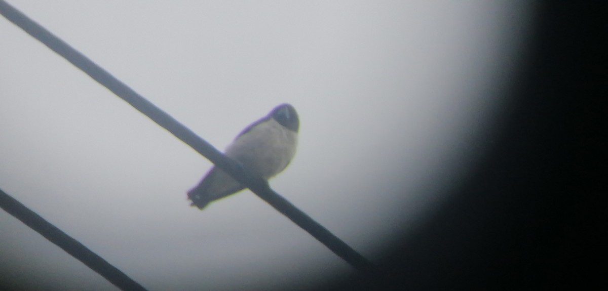 White-breasted Woodswallow - ML618807532