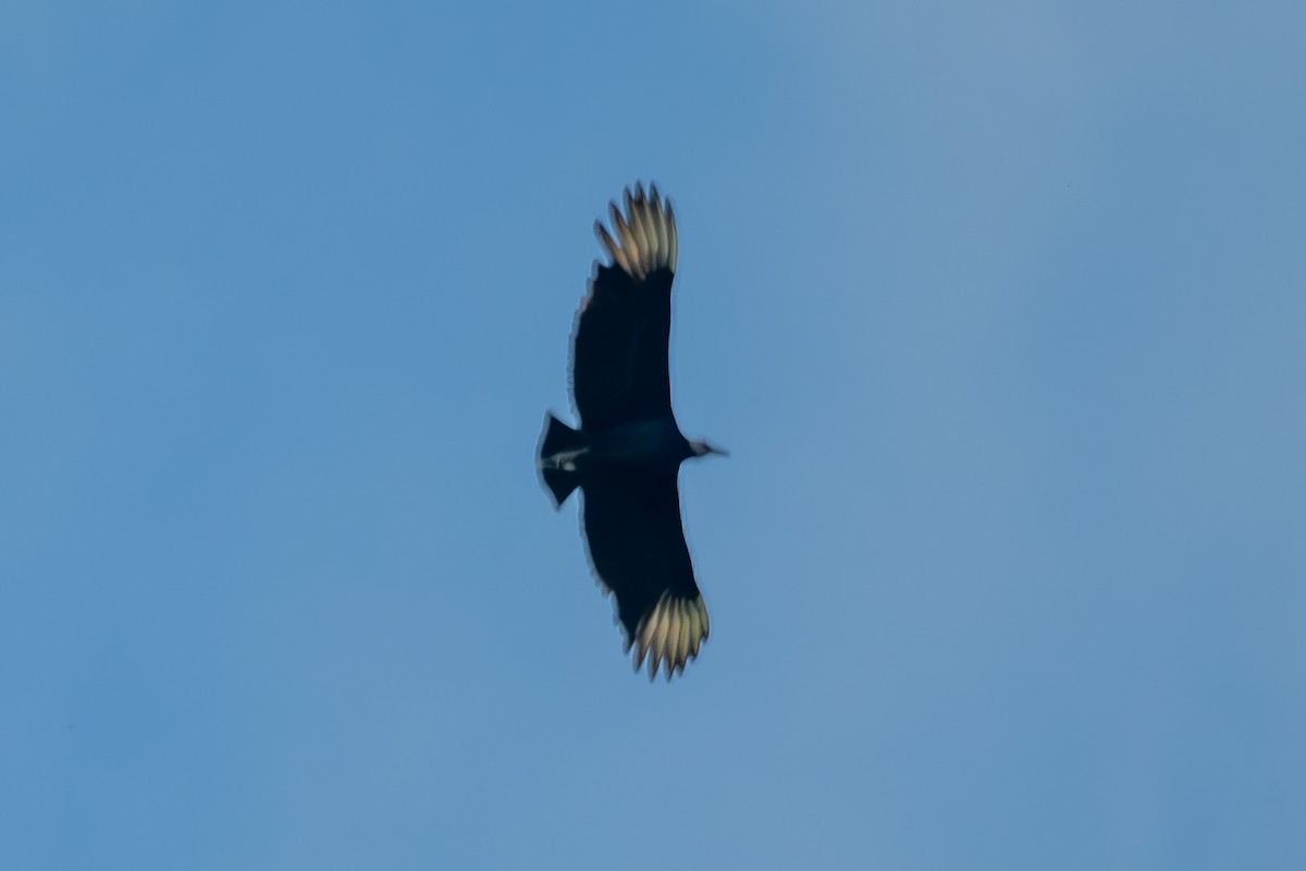 Black Vulture - Anil Nair