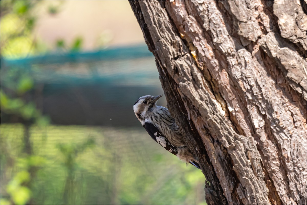 Japanese Pygmy Woodpecker - ML618807578
