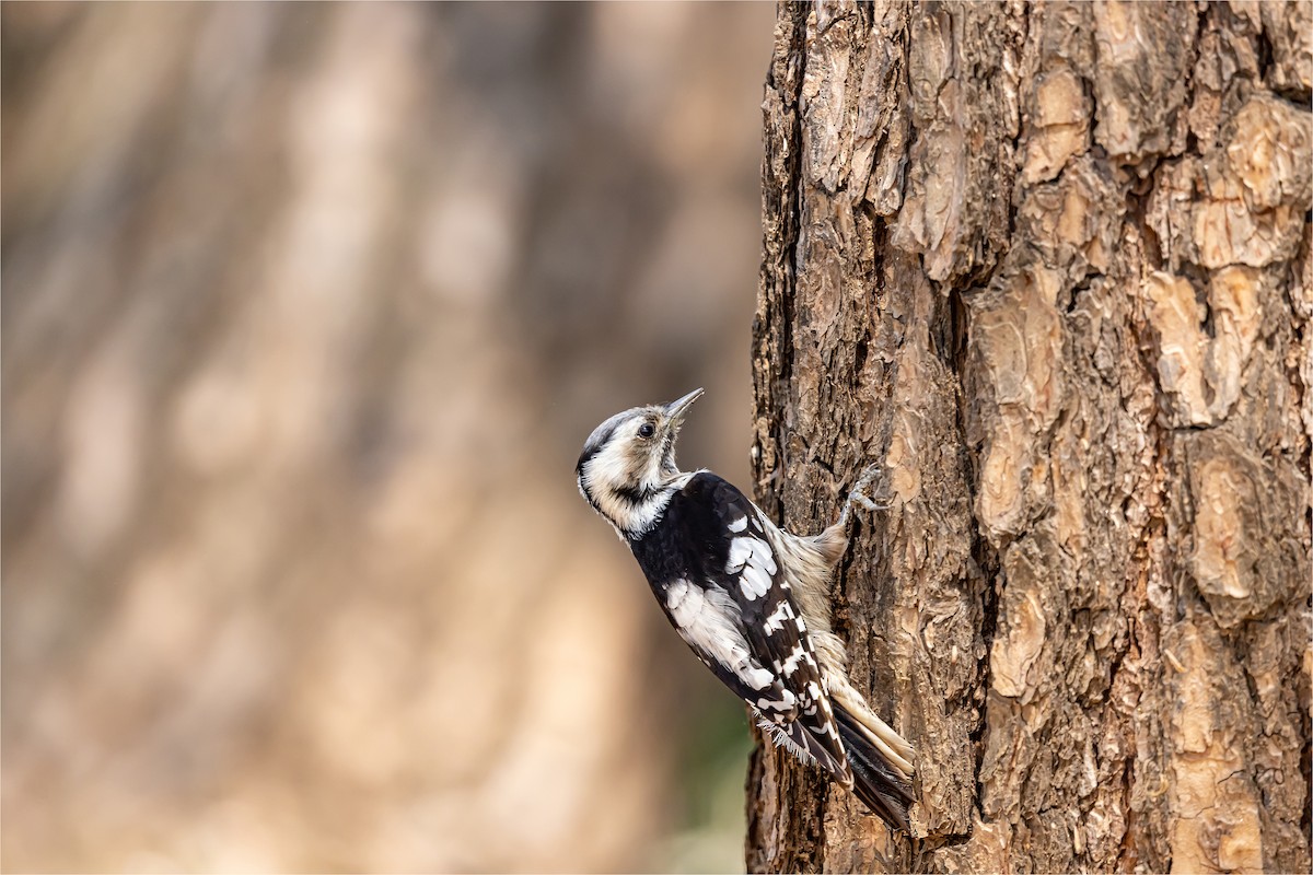 Japanese Pygmy Woodpecker - ML618807580