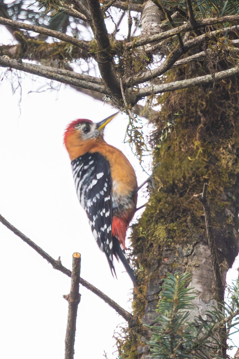 Rufous-bellied Woodpecker - Uday Agashe