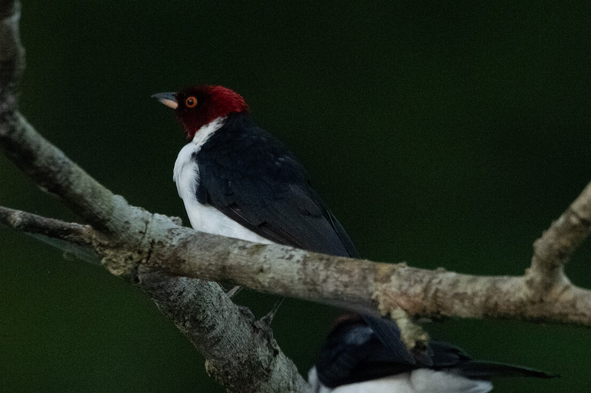 Red-capped Cardinal - ML618807610