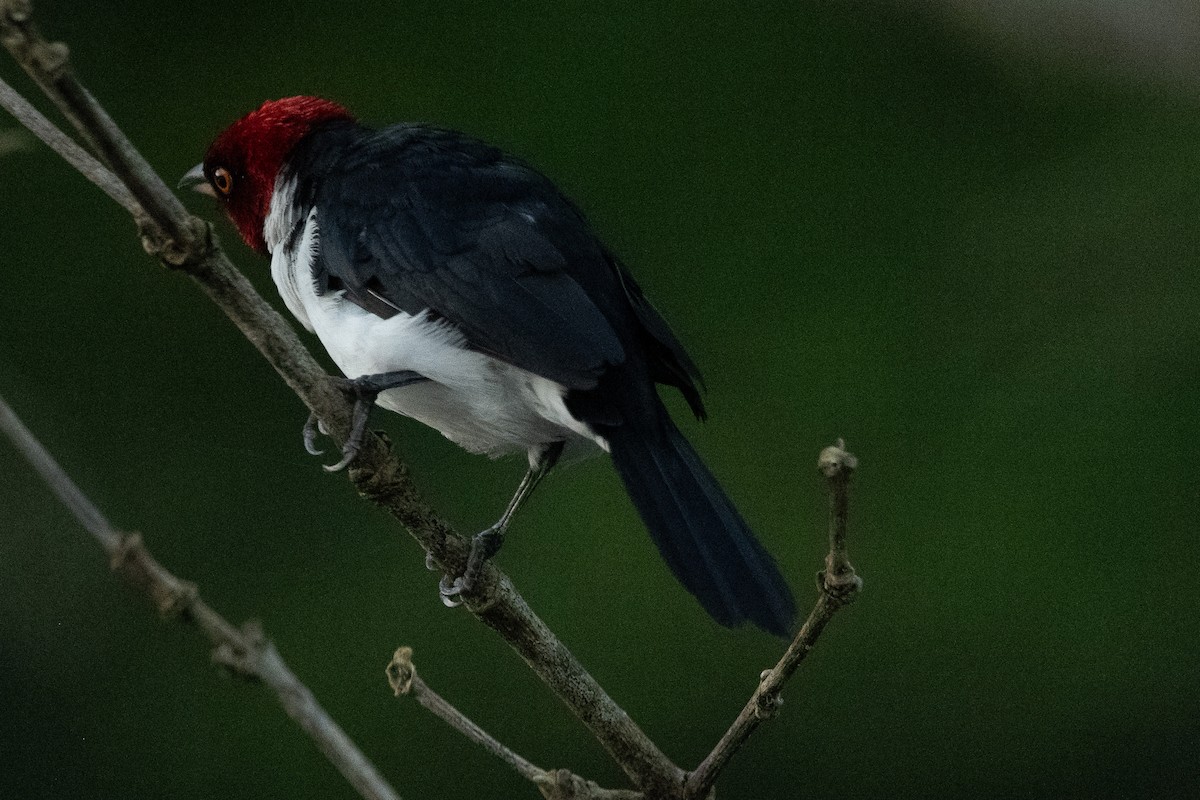Red-capped Cardinal - ML618807611