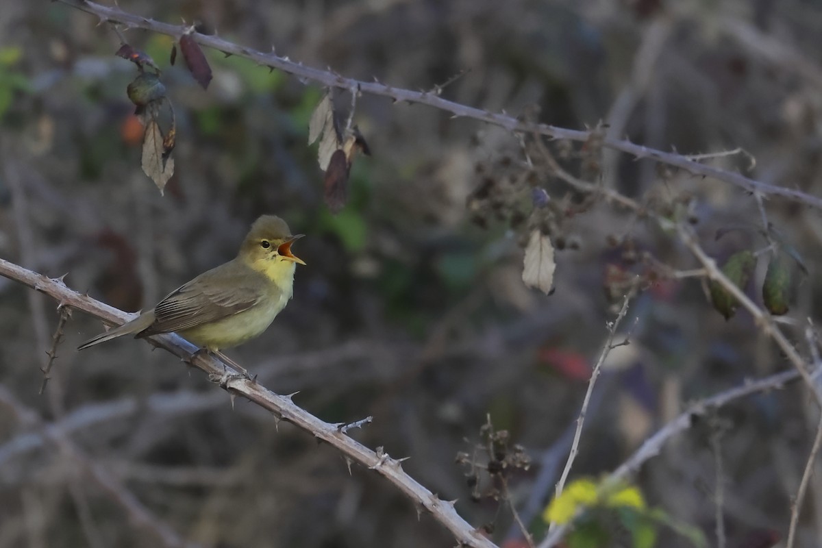 Melodious Warbler - ML618807623