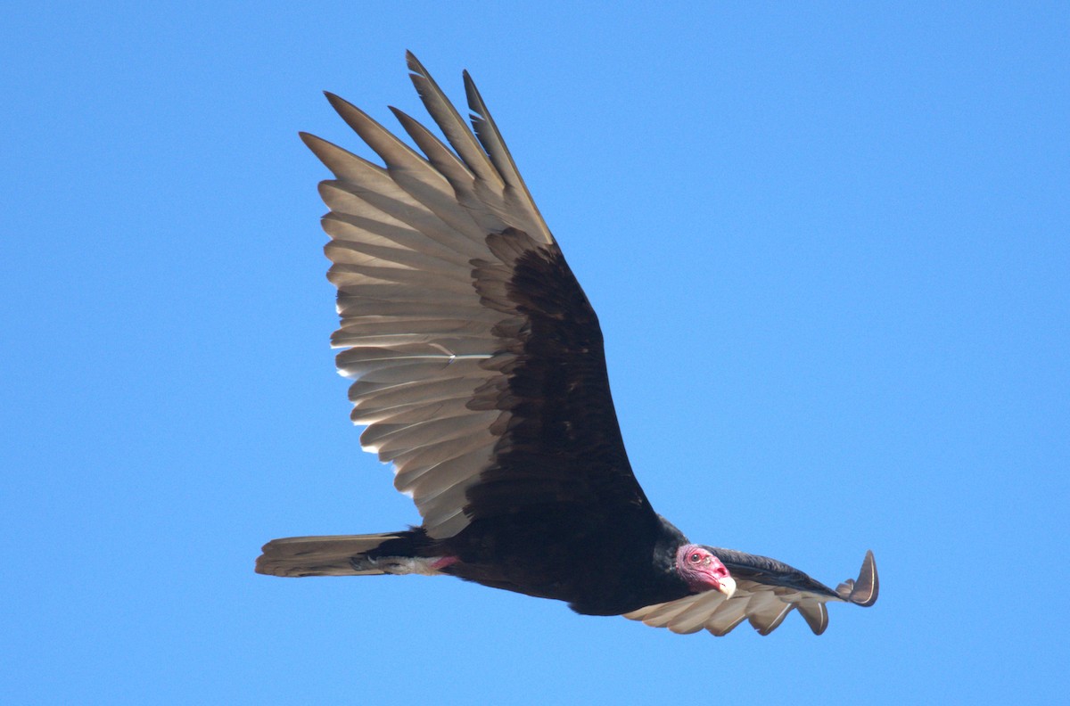 Turkey Vulture - ML618807642