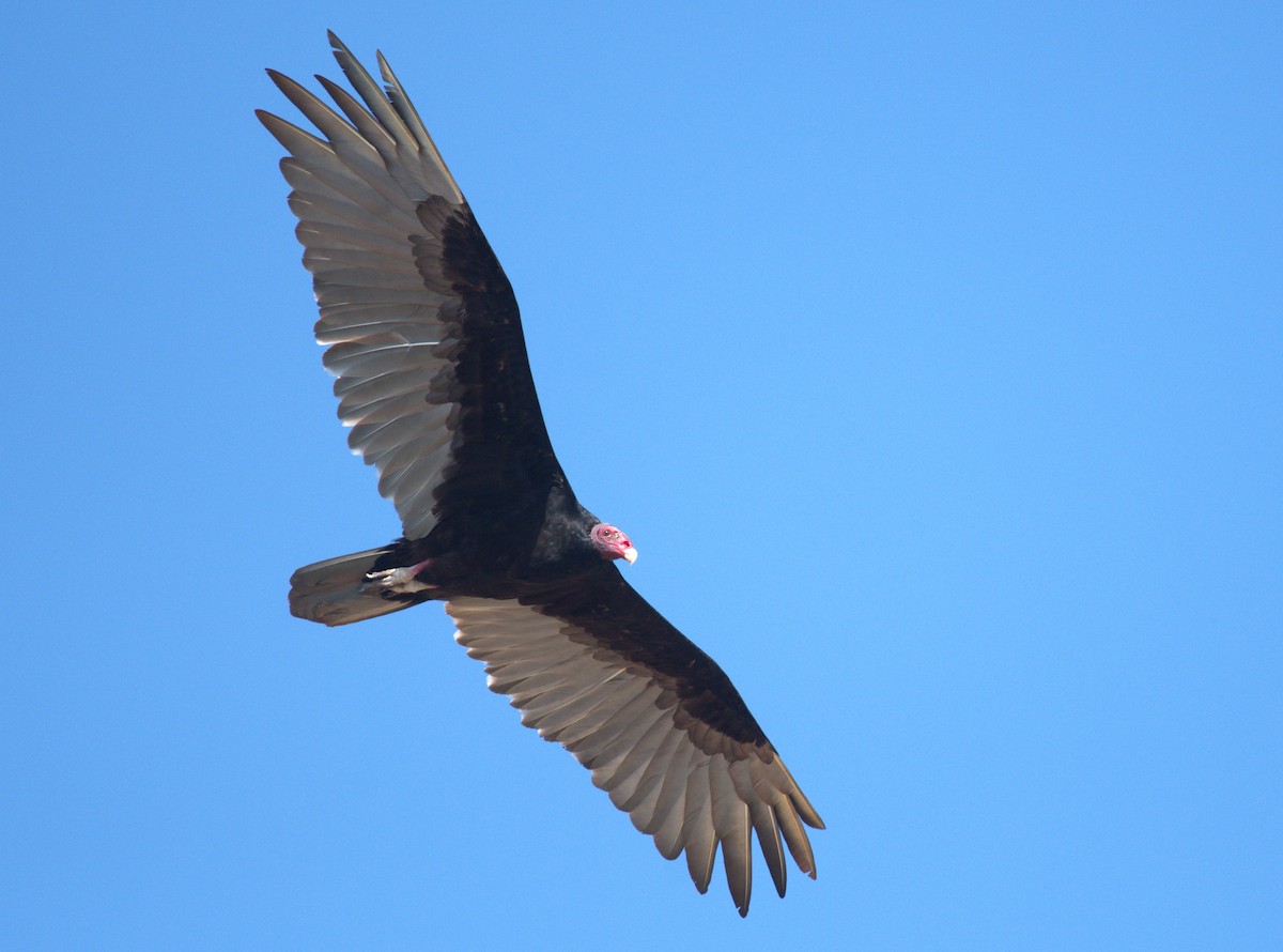 Turkey Vulture - ML618807644