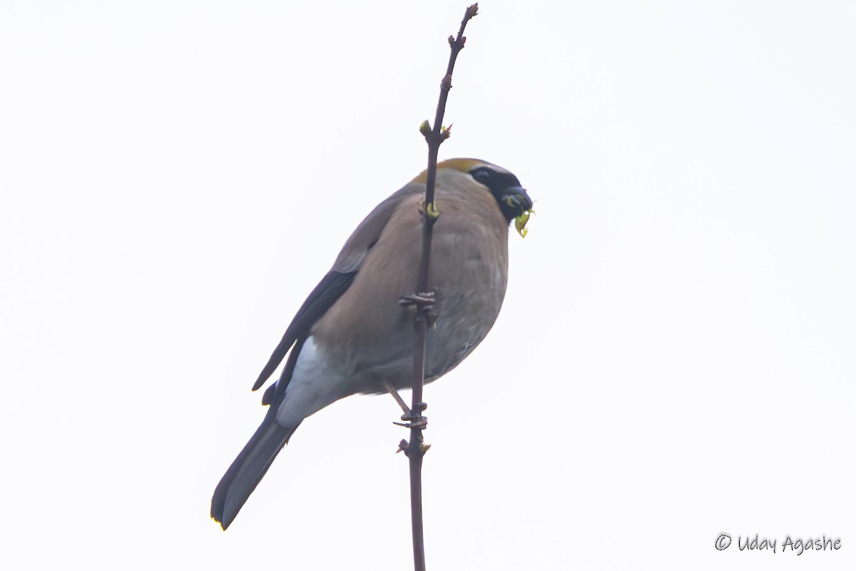 Gray-headed Bullfinch - Uday Agashe