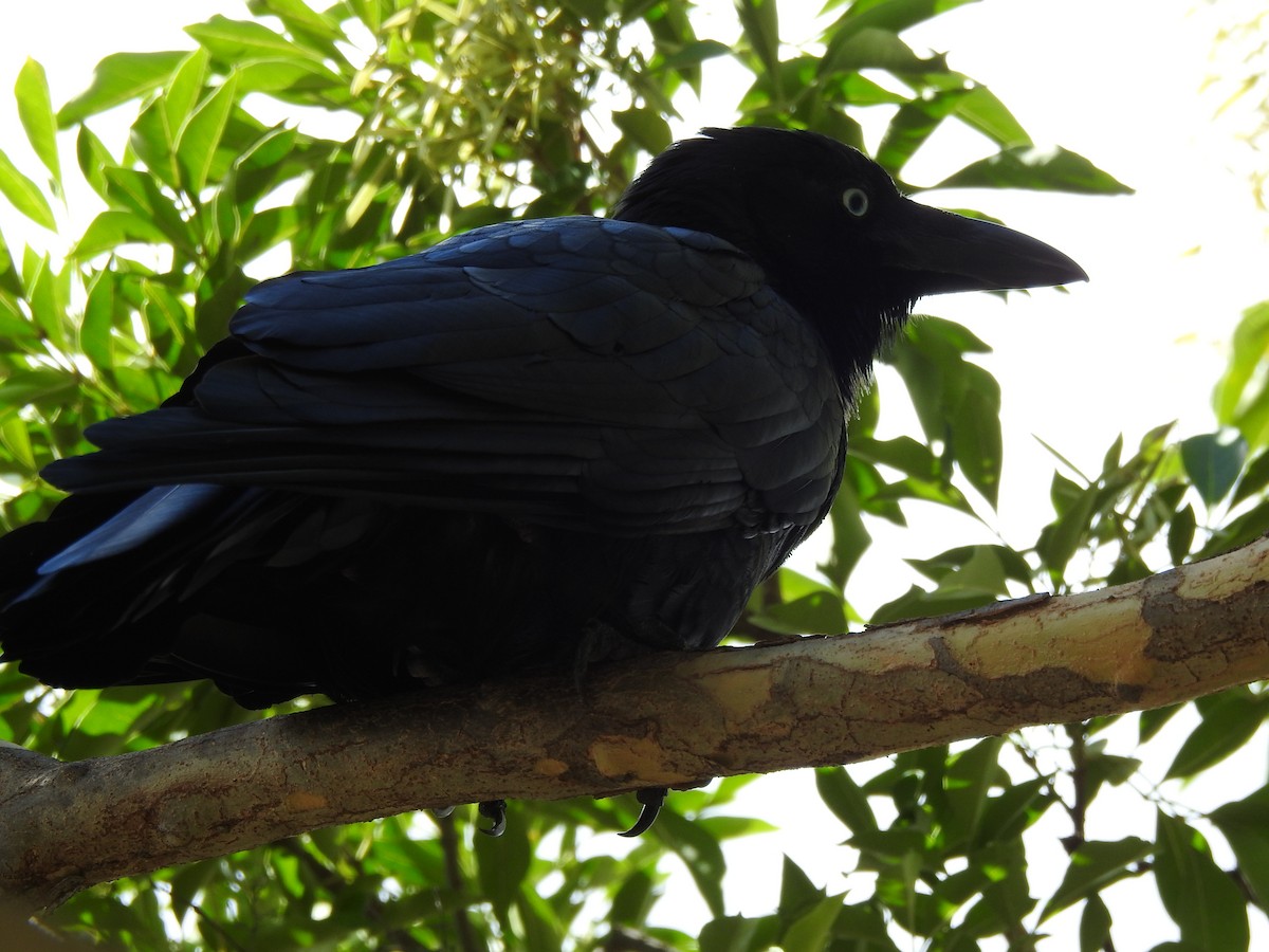 Torresian Crow - ML618807680