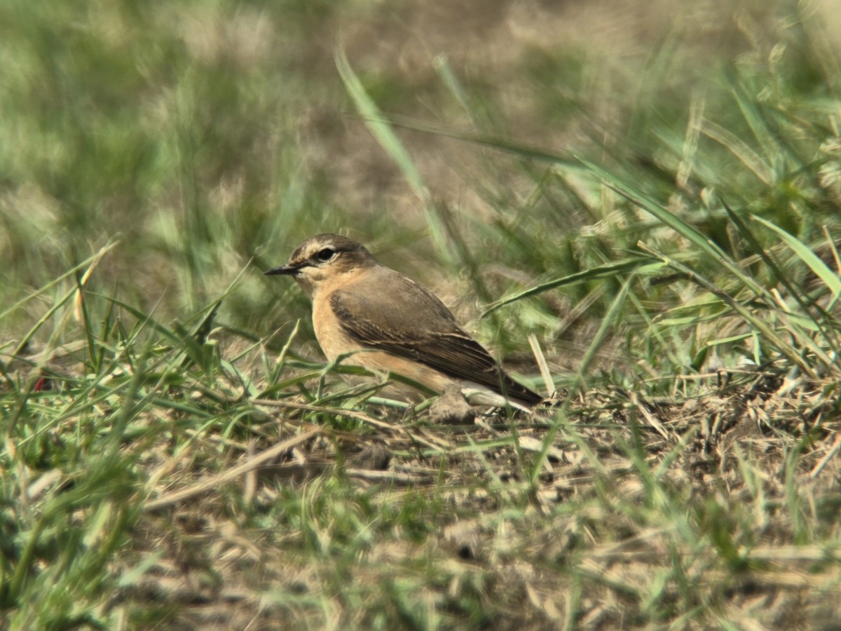 Northern Wheatear - Toby Carter
