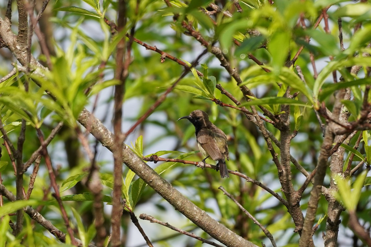 Black-throated Sunbird - ML618807707