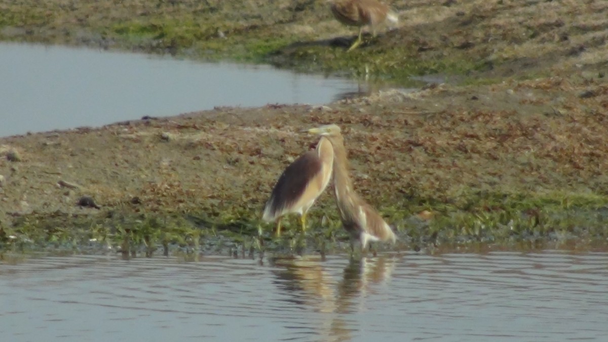 Indian Pond-Heron - Sudha Parimala