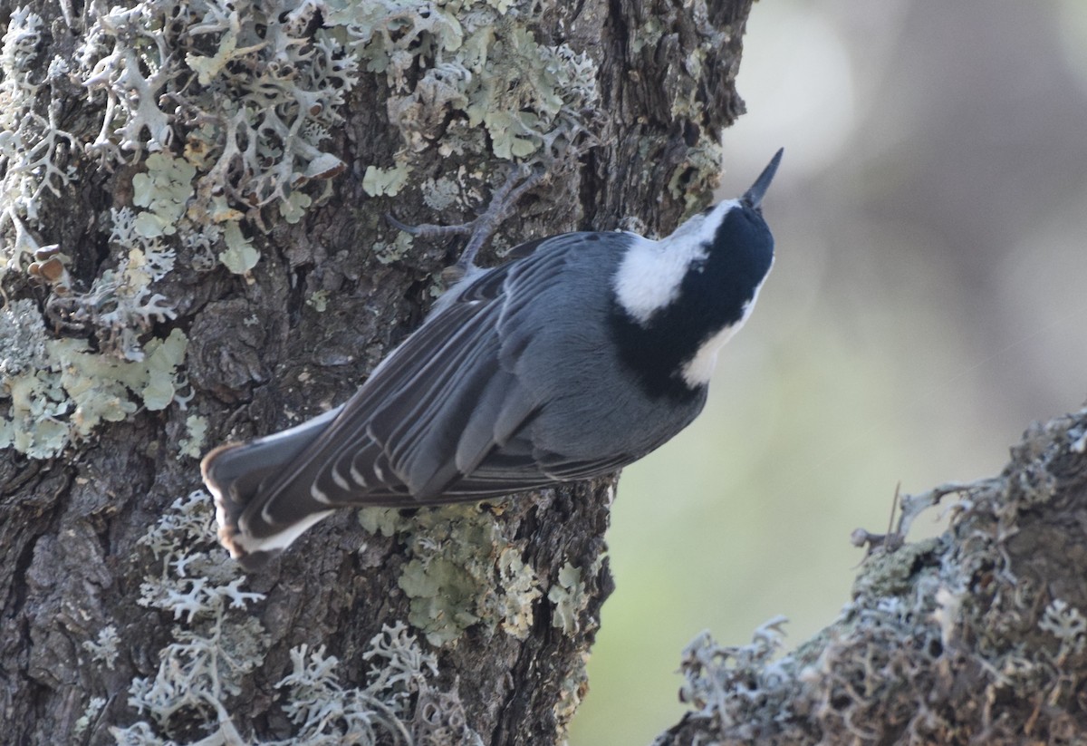 White-breasted Nuthatch - ML618807753