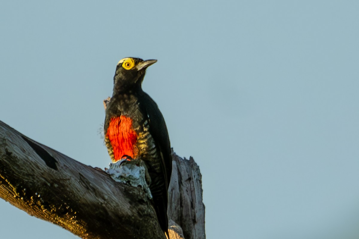 Yellow-tufted Woodpecker - Anil Nair