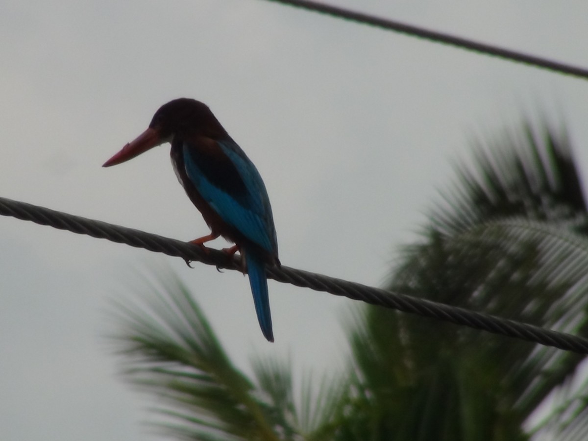 White-throated Kingfisher - Sudha Parimala