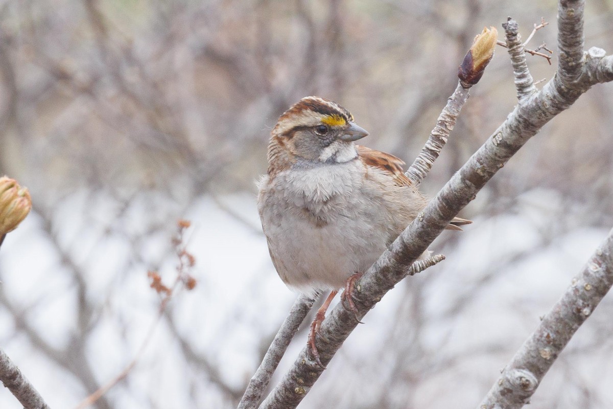 White-throated Sparrow - ML618807788
