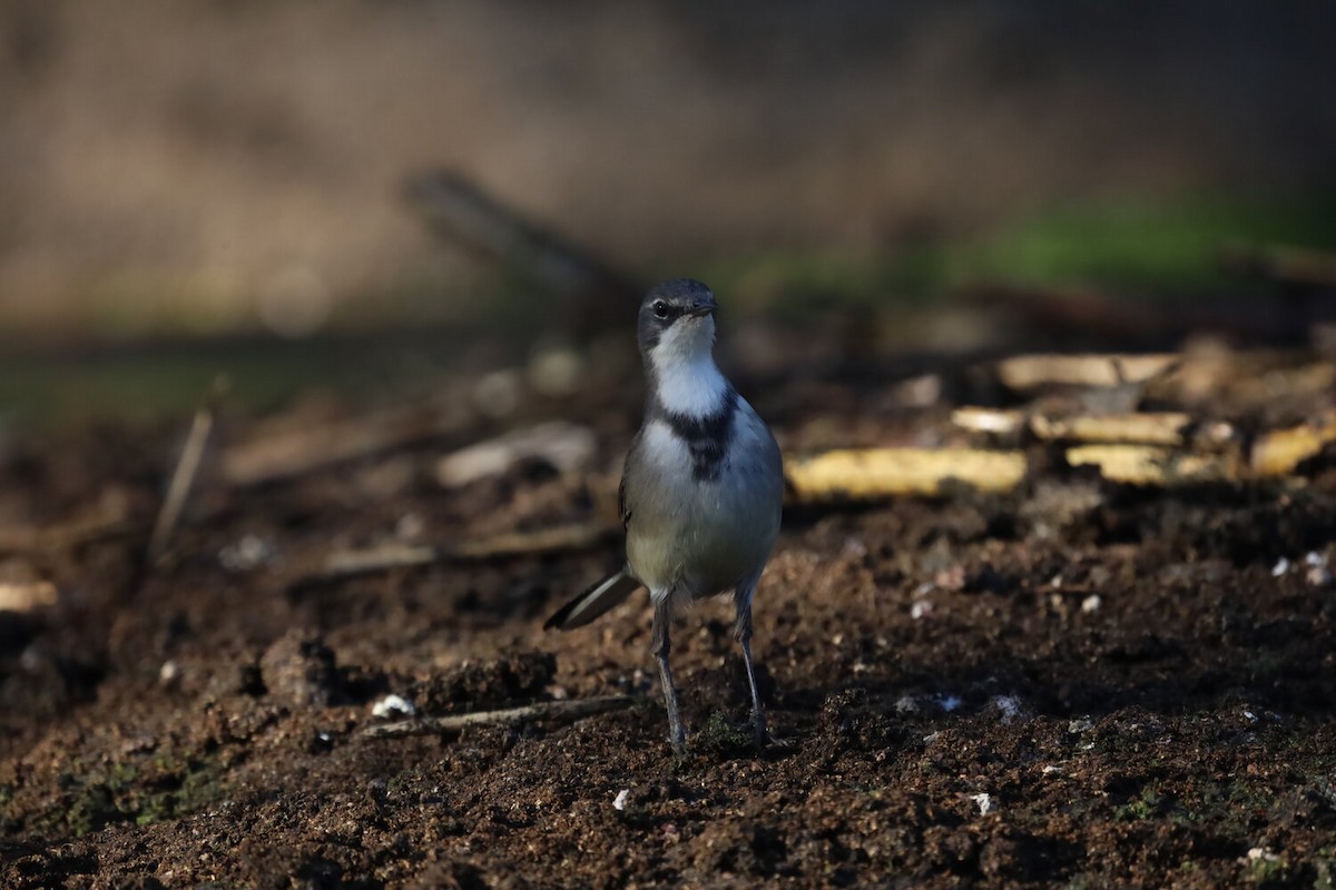 Cape Wagtail - ML618807838