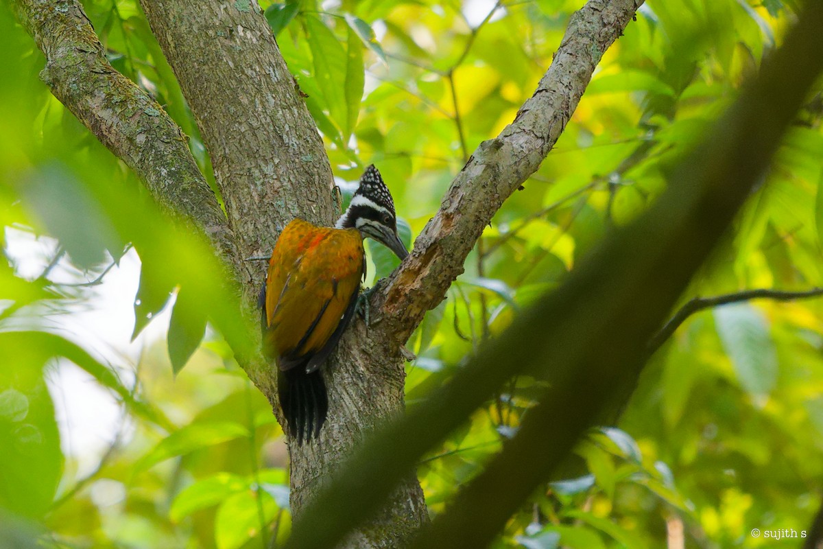 Greater Flameback - Sujith S