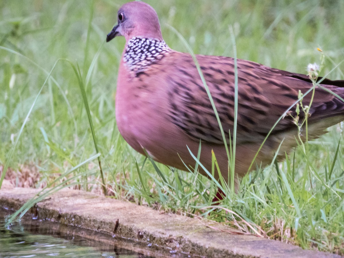 Spotted Dove - ML618807883