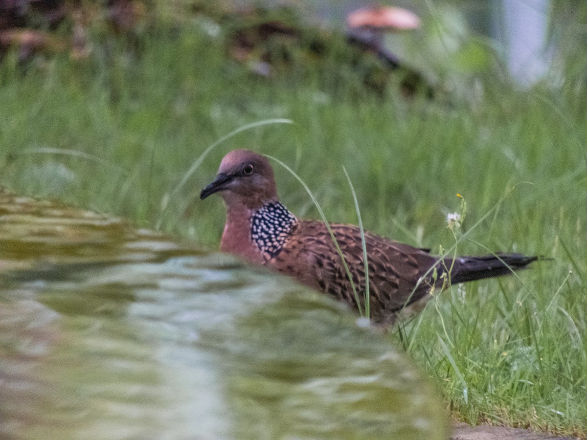 Spotted Dove - ML618807884