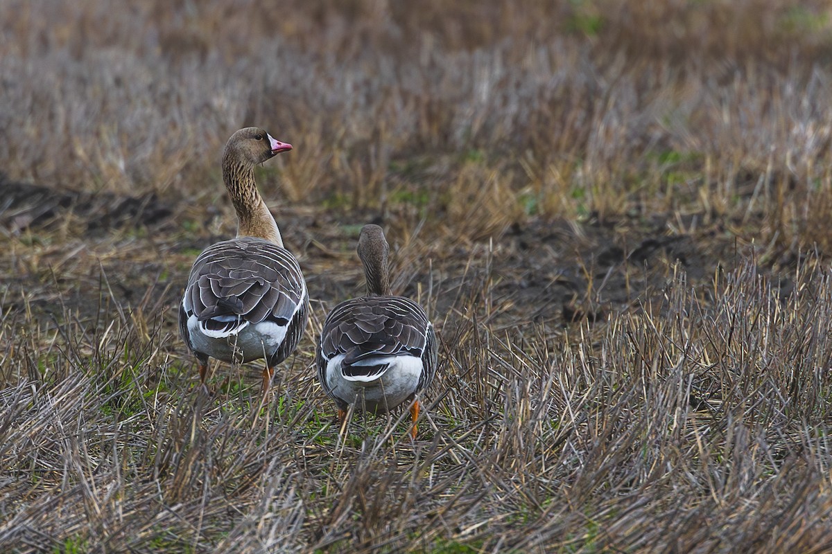 Greater White-fronted Goose - Aleksey Krylov
