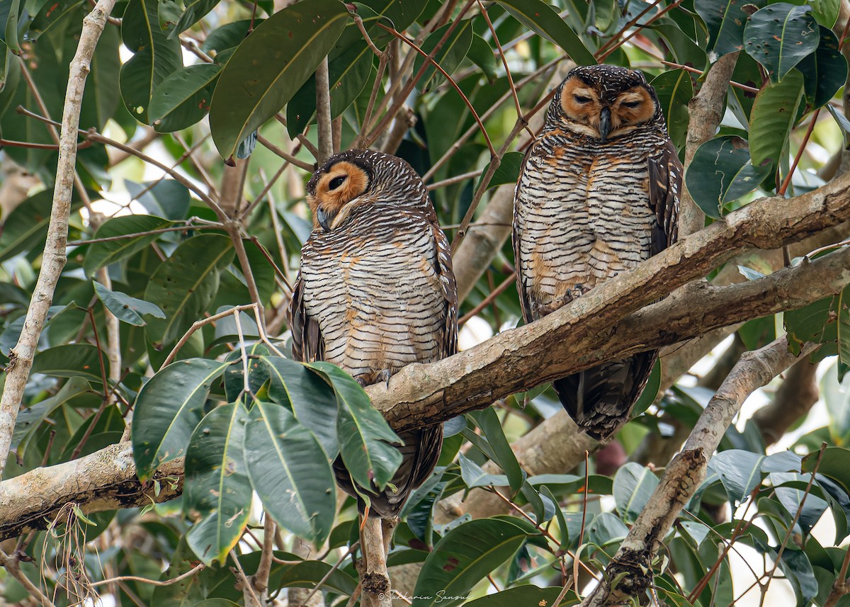 Spotted Wood-Owl - Sakkarin Sansuk